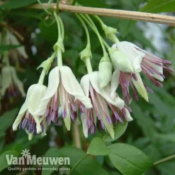 Clematis Napaulensis