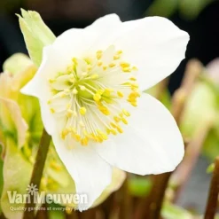 Hellebore 'Christmas Rose' -FloraNest Store niger