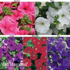 Petunia Surfinia® Collection 17 Petunia Surfinia® Collection -FloraNest Store petu 60645 main