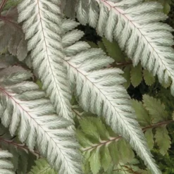 Fantastic Fern 'Pewter Lace' -FloraNest Store pewter21