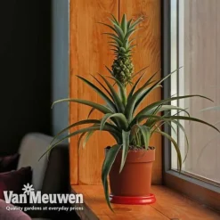 Pineapple Plant -FloraNest Store pine v80761 b