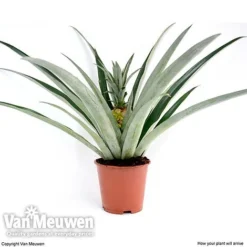 Pineapple Plant -FloraNest Store pine v80761 c