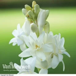 Polianthes Tuberosa 'The Pearl' 6 Polianthes Tuberosa 'The Pearl' -FloraNest Store polianth tub1