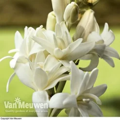 Polianthes Tuberosa 'The Pearl' 7 Polianthes Tuberosa 'The Pearl' -FloraNest Store polianth tub2