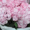 Hydrangea Macrophylla 'Miss Saori'