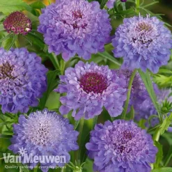 Garden Ready Perennial Collection -FloraNest Store scabiosa