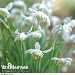 Snowdrops In The Green (Double Flowered) -FloraNest Store snow v18342 d