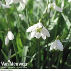 Snowdrops In The Green (Double Flowered) -FloraNest Store snow v18342 e