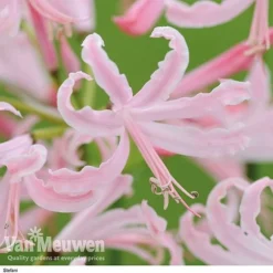 Nerine Bowdenii Collection -FloraNest Store stefani