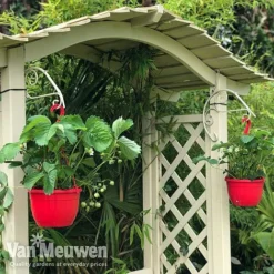 Strawberry 'Elsanta' (Pre-planted Baskets) -FloraNest Store strawberr