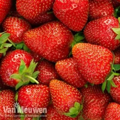 Strawberry 'Elsanta' (Pre-planted Baskets) -FloraNest Store strawberryb