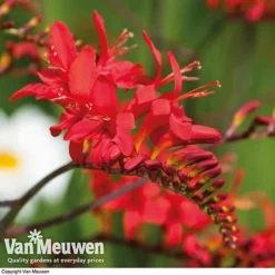 Summer Colour Bulb Collection -FloraNest Store summer bulb V46129 e