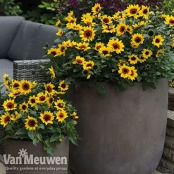 Sunflower SunBelievable™ 'Brown Eyed Girl' -FloraNest Store sunb