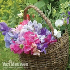 Sweet Pea 'Sweet Dreams Mixed' -FloraNest Store sweet41