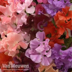 Sweet Pea 'Sweet Dreams Mixed' -FloraNest Store sweet51