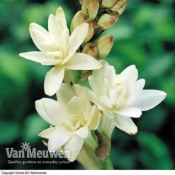 Front Page -FloraNest Store visions