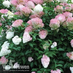 Hydrangea Paniculata 'Vanille Fraise' -FloraNest Store vmvan4