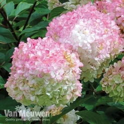 Hydrangea Paniculata 'Vanille Fraise' -FloraNest Store vmvan5