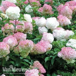 Hydrangea Paniculata 'Vanille Fraise' -FloraNest Store vmvan6