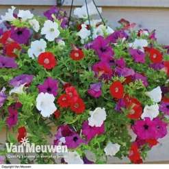 Petunia Surfinia® Collection 16 Petunia Surfinia® Collection -FloraNest Store vsurf