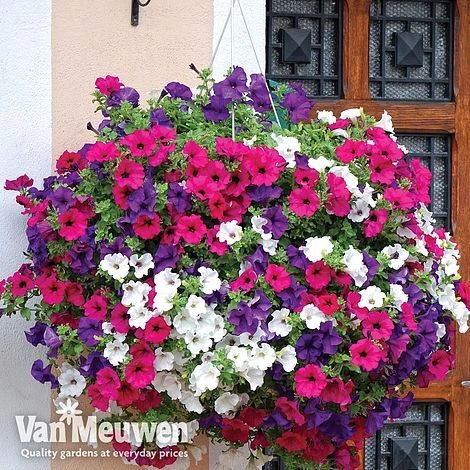 Petunia Surfinia® Collection 2 Petunia Surfinia® Collection - Image 2