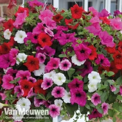 Petunia Surfinia® Collection 15 Petunia Surfinia® Collection -FloraNest Store vsurf5