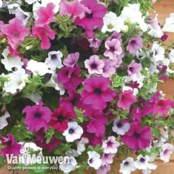 Petunia Surfinia® Collection 14 Petunia Surfinia® Collection -FloraNest Store vsurf6