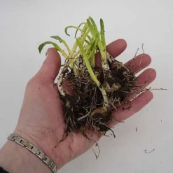 English Bluebells -FloraNest Store z BLUE P7146 C h