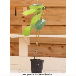 Patio Fruit Tree Collection -FloraNest Store z COLL T56849 B h
