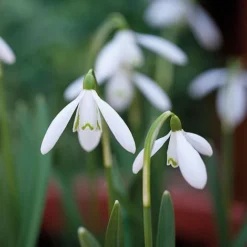 Snowdrops In The Green -FloraNest Store z GALA NIVALIS T00739
