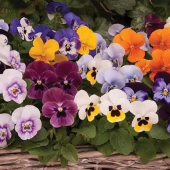 Viola 'Autumn Jewels Mixed' (Garden Ready) -FloraNest Store z VIOL T62669 A h