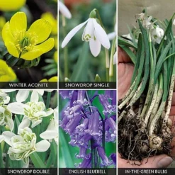 Spring Bulbs In The Green Collection -FloraNest Store z bulb v59885 a h