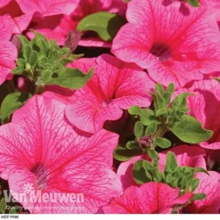 Petunia 'Surfinia' Pre-Planted Basket -FloraNest Store z pet2