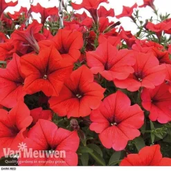 Petunia 'Surfinia' Pre-Planted Basket -FloraNest Store z pet4