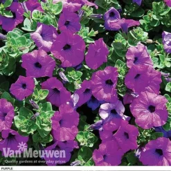 Petunia 'Surfinia' Pre-Planted Basket -FloraNest Store z pet5