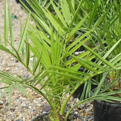 Phoenix Palm -FloraNest Store z phoenix palm2