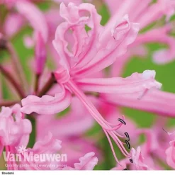 Nerine Bowdenii Collection -FloraNest Store z pink