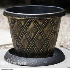 Calendula 'Power Daisy' Collection -FloraNest Store z sund v56706 a1