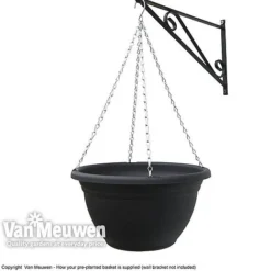 Viola (Ice Babies) 'Teardrops Mixed' (Pre-planted Hanging Basket) -FloraNest Store z vm pre plantedbasket