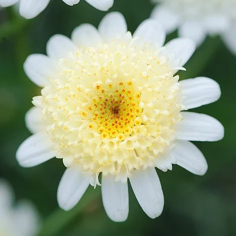 Front Page -FloraNest Store ARGY V70508 B h