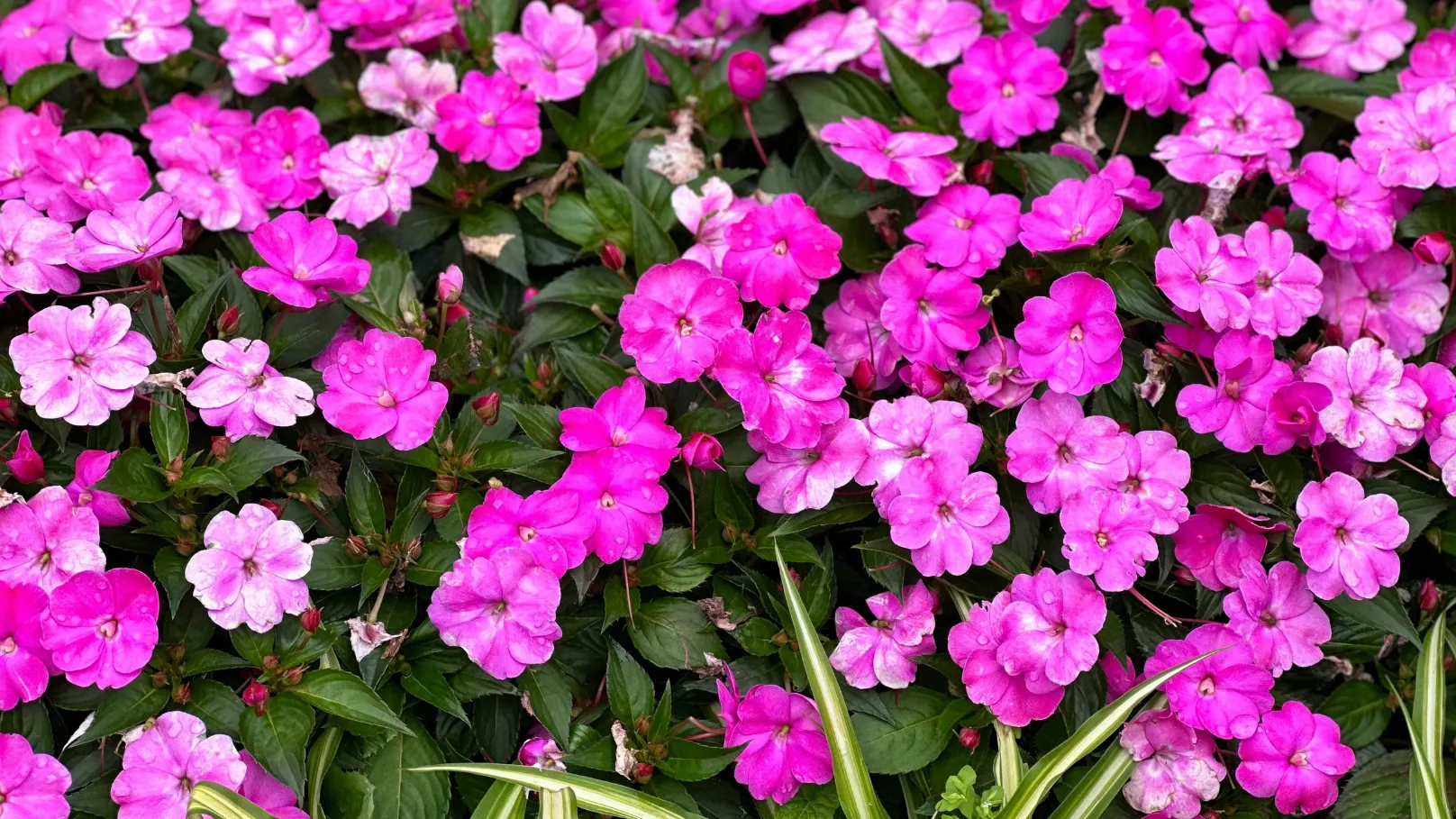 Front Page -FloraNest Store Untitled design 2025 04 25T173559.911